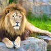 Leo M.